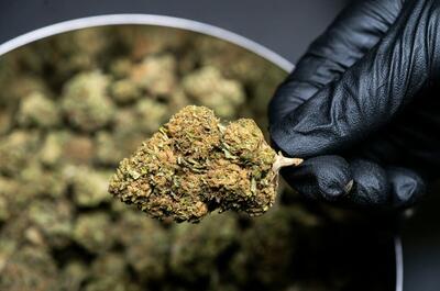 a person's hand wearing black protective glove holding a tight chunk of dry cannabis flower with the tips of the fingers, and a metal container with more weed being visible in the background.