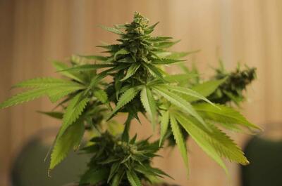 an indoor green cannabis plant past its vegetative stage with forming cola at the top.