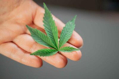 a green marijuana fan leaf held in a man's palm.