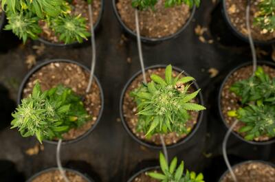 indoor grow room with pots of small cannabis plants in vegetation, photographed from above.