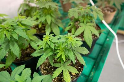 grow setup showing young cannabis plants with well-formed green fan leaves, the plants are ready to be transplanted into bigger pots.