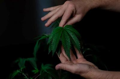 hands gently holding a wet green marijuana fan leaf somewhere in a dim-lit cannabis grow room