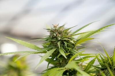 an image of an indoor flowering cannabis plant with a prominent cola on the top against a blurry background.