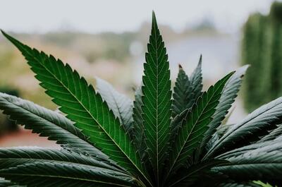 a close up shot of marijuana fan leaves from an outdoor cannabis plant against a blurry background.