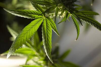 a close up of a green marijuana leaf positioned slightly to the left with more cannabis fan leaves in the background of the image.