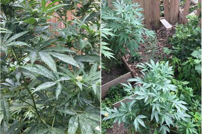 a collage of two garden pics showing green cannabis plants of the Wedding Cake variety in their vegetation stage.