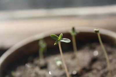 small young cannabis seedlings making their way up from the pot. 