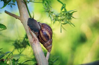 a snail moving up a branch in an outdoor green garden.