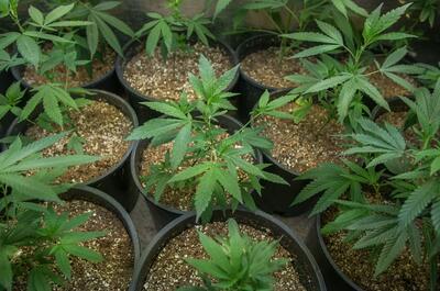 photo showing a dozen of young green-leaf cannabis plants planted in larger pots, which is recommended when growing the Super Lemon Haze cannabis strain.