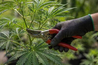 Close-up of pruning cannabis plant with garden shears cutting a stem near a node