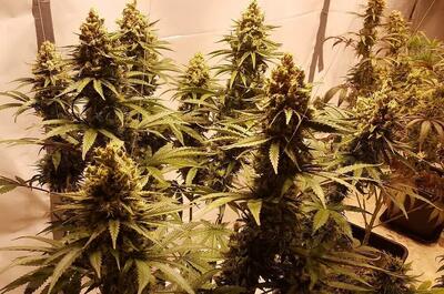 Mature cannabis plants growing indoors under bright grow lights, featuring tall buds and dense foliage.