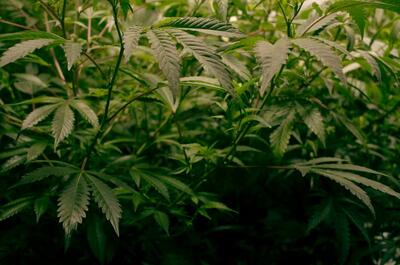 Close-up view of vibrant green cannabis plant leaves growing under cultivation lights.