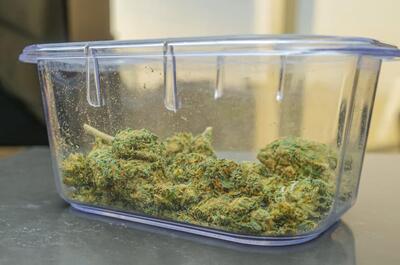 an image showing a plastic container half-filled with greenish dried buds of cannabis flower. 