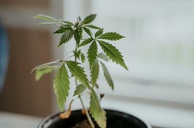 Young cannabis plant in a black nursery pot showing slightly drooping leaves during the vegetative growth stage.