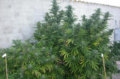 Imagen de un huerto de marihuana maduro y cercano a la cosecha