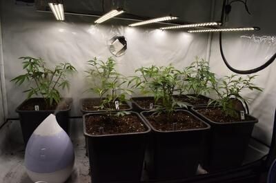 Jóvenes plántulas de marihuana con humidificador