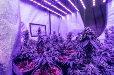 indica vs. sativa