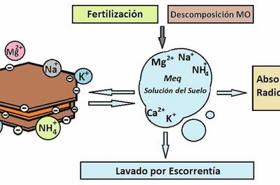 Esquema de intercambio catiónico en arcilla del suelo con cargas negativas y nutrientes adsorbidos
