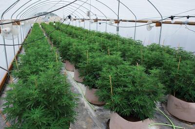 cultivo en invernadero para la selección de plantas parentales de marihuana