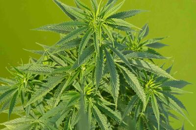 Zorgverzekeraar, vergoed mediwiet!