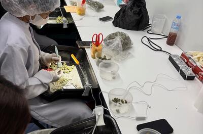 manicurado de cogollos de marihuana