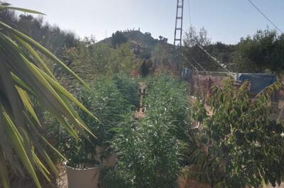 Foto de una planta de Marihuana en macetas blancas en exterior