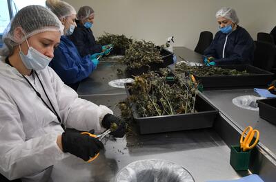 Personal realizando el manicurado a mano de la flor de marihuana cosechada