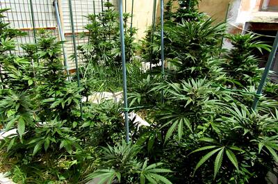 Capa de paja seca y brotes verdes de mantillo vivo sobre sustrato de marihuana