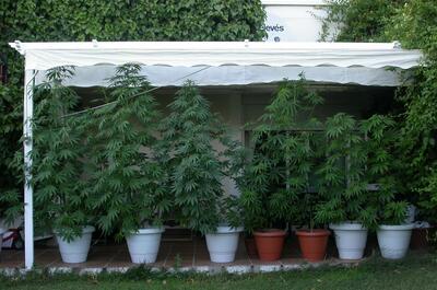 Imagen de pantas de marihuana en floración cubierta con toldo