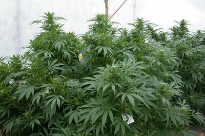 Grandes matas de marihuana en suelo ecológico