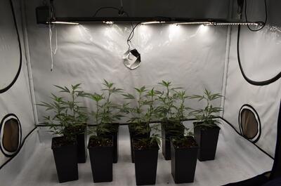 Armario marihuana en crecimiento con macetas de 2 litros