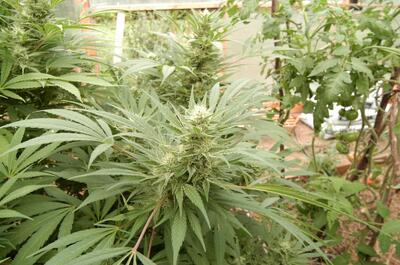 Foto de una planta de marihuana fertilizada con guano de murciélago