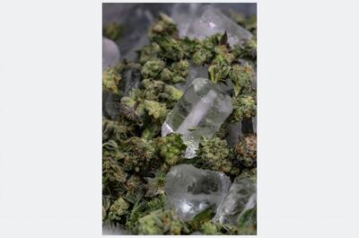 Flores de marihuana congelada mezcladas con agua y hielo dentro de bolsa de extracción de hachís al agua