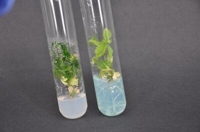 Dos medios de cultivo diferentes ofrecen diferentes resultados en el cultivo in vitro de marihuana