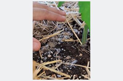 Capa de micelio blanco creciendo sobre acolchado orgánico en cultivo de marihuana |