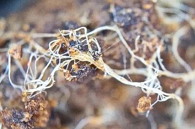Microcolonias bacterianas unidas a filamentos de micelio en el ecosistema radicular