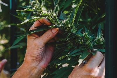 Manos sosteniendo una rama de marihuana
