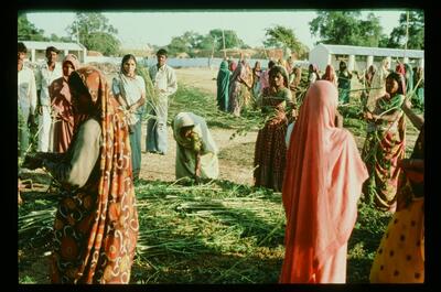mujeres indias trabajando en la cosecha de marihuana en 1981
