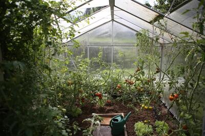 greenhouse garden with tomatoes and other plants in it.