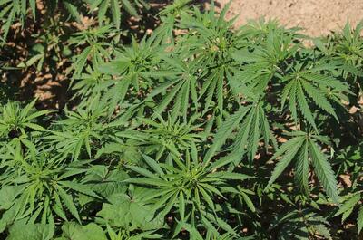 an outdoor cannabis garden showing plants with wide fan leaves during their vegetation stage. 