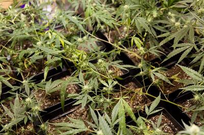Hojas de marihuana con síntomas de oídio y ataque de trips por humedad mal regulada