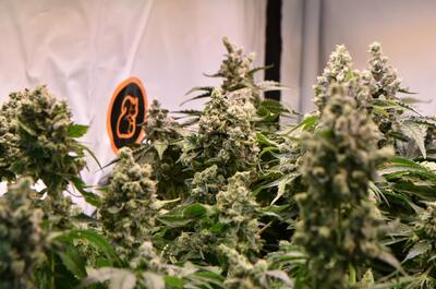 Plantas de marihuana maduras con óptimo desarrollo tras un correcto régimen hídrico.