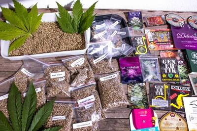 Outdoor Marijuana Growing Guide from Scratch 2025 – Soft Secrets