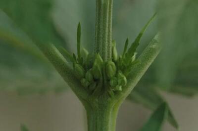 Outdoor Marijuana Growing Guide from Scratch 2025 - Soft Secrets