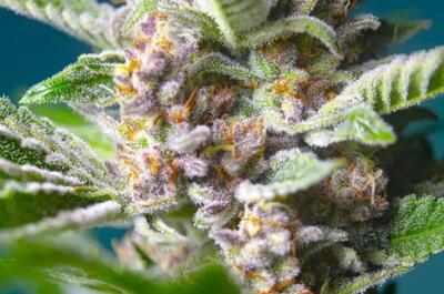 close up view of a cannabis strain against a blue background