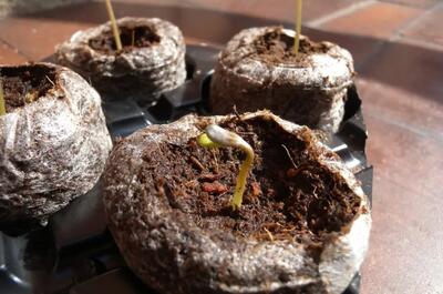 Marijuana seeds hatching in a peat block