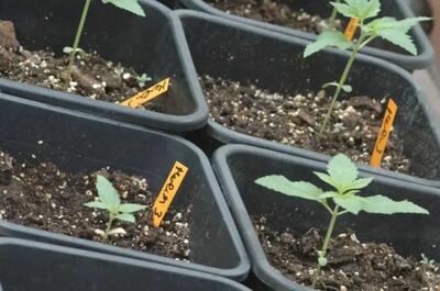 outdoor marijuana growing guide from scratch 2025 - Soft Secrets