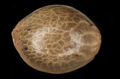 a photo of cannabis seed against a black background