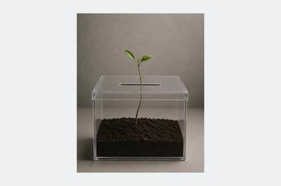 Instalación artística con urna electoral, tierra y planta viva