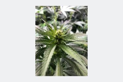 Primeros pistilos blancos en una planta de marihuana durante la prefloración